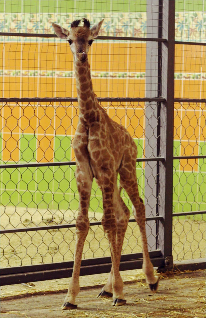 Meet Raduga, Siberia’s first baby giraffe named after rainbow